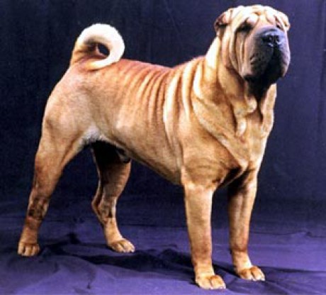 Shar pei10